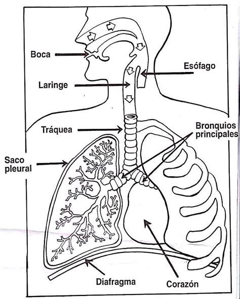 Dibujo Para Pintar Del Sistema Respiratorio Y Sus Partes Sistema