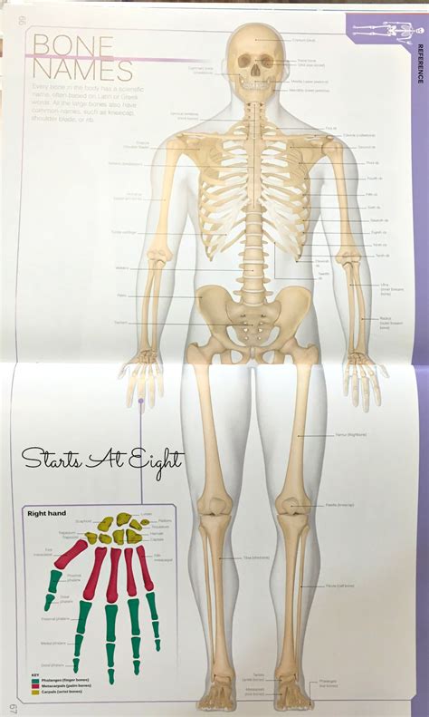 The Skeletal System Hands On Learning Resources Startsateight