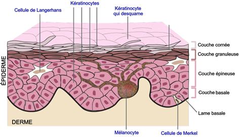 Anatomie Fonctionnelle De La Peau Microbiologiemedicale Fr