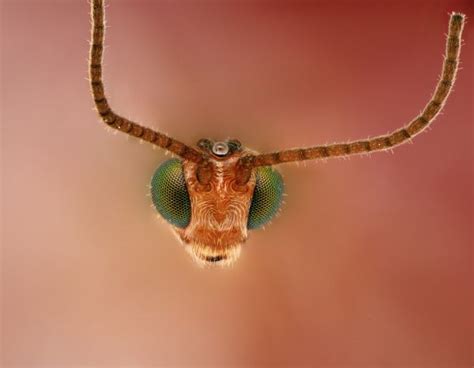 Fondos de pantalla Ojos fotografía insecto cabeza Avispas fauna