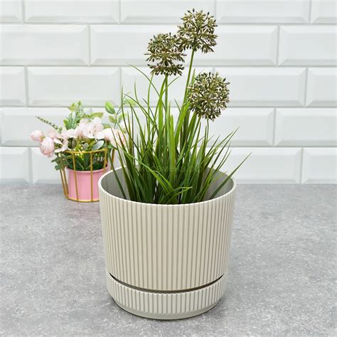 Снова в продаже — Семена для Сибири