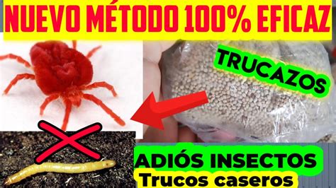 CÓMO ALEJAR EL PIOJILLO Y MATAR GUSANOS DE LOS PÁJAROS YouTube