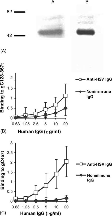 Human Anti HSV IgG Shows Greater Binding To The Bac GC457t Protein Than