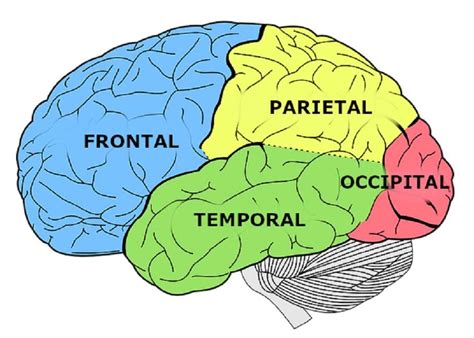 Lóbulos cerebrales rompecabezas en línea