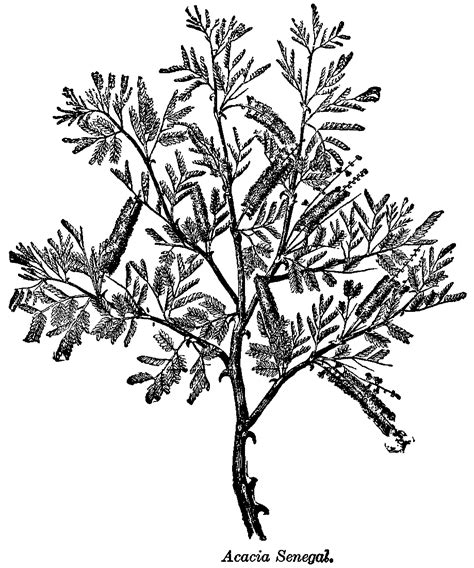 Acacia Tree Drawing At Getdrawings Free Download