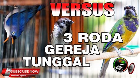 MENJERIT MEWAH NGEBREN MASTERAN ANDALAN SMUA BURUNG CUCAK CUNGKOK