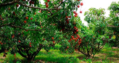 Vietnam Lychee Farm Tour | Visit Hai Duong Lychees | Vietnam Travel