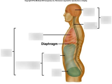 Unit Body Cavities Lateral View Test Anatomy Diagram Quizlet