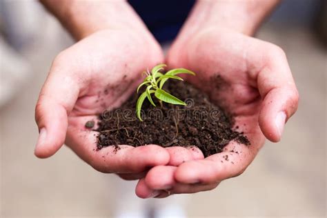 Hands Of Man Holding A Young Plant New Life Concept Stock Image