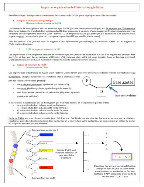 Support et organisation de l Information génétique