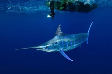 Swordfish Ocean Treasures Memorial Library