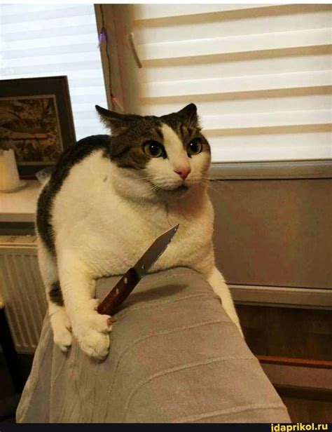 Создать мем "кот смешной, смешные коты, кот с ножом" - Картинки - Meme ...