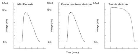 Skeletal Muscle Action Potential