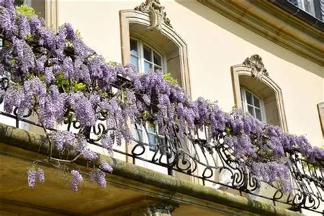 Ginkgo Sur Le Balcon Comment Bien En Prendre Soin Jardin