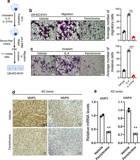 Ferrichrome Abrogates Macrophage Mediated Cancer Cell Migration And