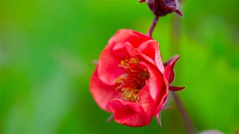 How To Plant Grow And Care For Geum Flowers