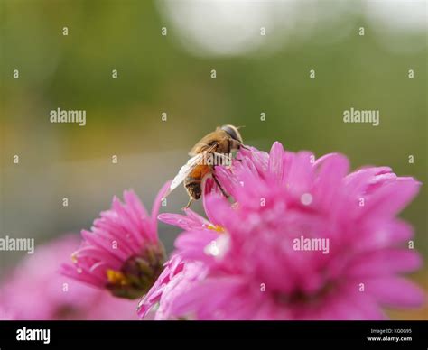 Fluffy Bee Like Fly On Pink Aster Flower In The Garden Closeup Stock