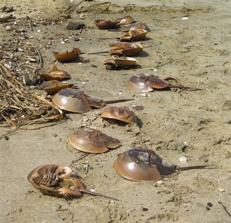 Nature on the Edge of New York City: Why so Many "Dead" Horseshoe Crabs ...