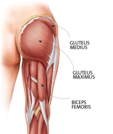 glute-anatomy - The Rehab Room | Kerry Mitchell