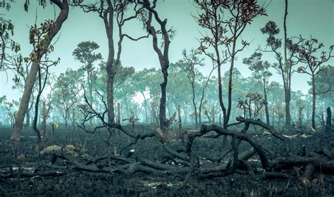 Pará tem pior registro de focos de incêndio no mês de outubro Clima