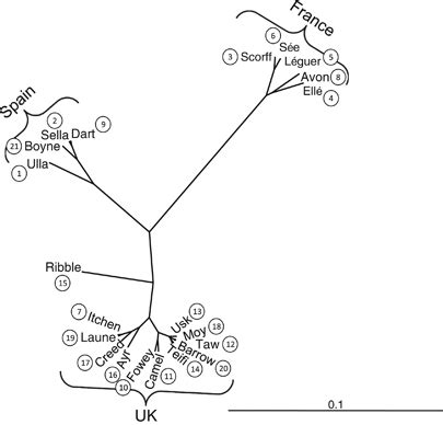 Unweighted Pair Group Method Using Arithmetic Averages Phylogenetic