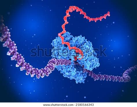 Rna Polymerase Ii Transcribing Dna Into Stock Illustration 2180166343 | Shutterstock