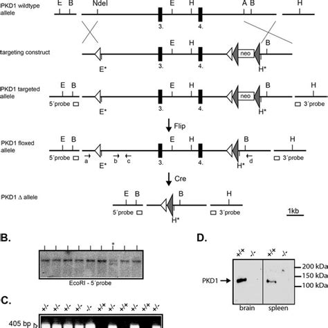 Targeting The Pkd Locus In Mice A A Schematic Representation Of The