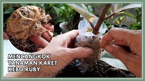 Cara Efektif Mencangkok Dan Menanam Hasil Cangkok Karet Kebo Ruby YouTube