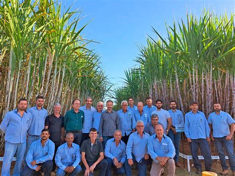 UFV apresenta duas novas variedades de cana de açúcar