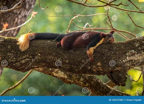 Crested Hawk Eagle at Br Hills Forest Area Stock Image - Image of ...