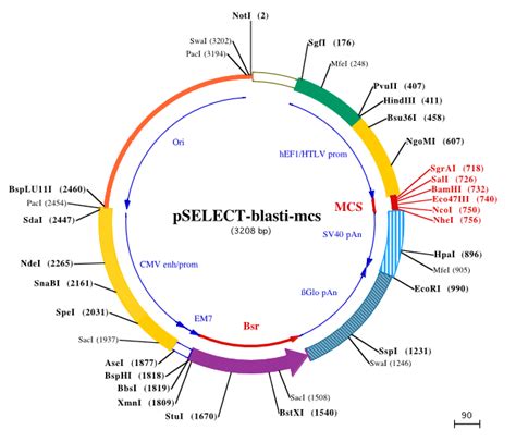 PSELECT Blasti Dual Expression Cassette Plasmid With Blasticidin