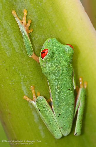 Rana de árbol de ojos rojos Anfibios de la Reserva de la Biósfera Ría