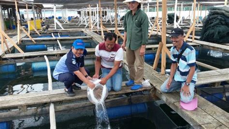 Kakap Merah Strain Taiwan Inovasi Baru Perikanan Budidaya Indonesia