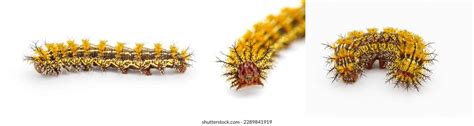 1,440 Caterpillar Orange With Black Hairs Images, Stock Photos ...