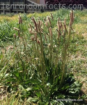 Ribwort Plantain - Ten Random Facts