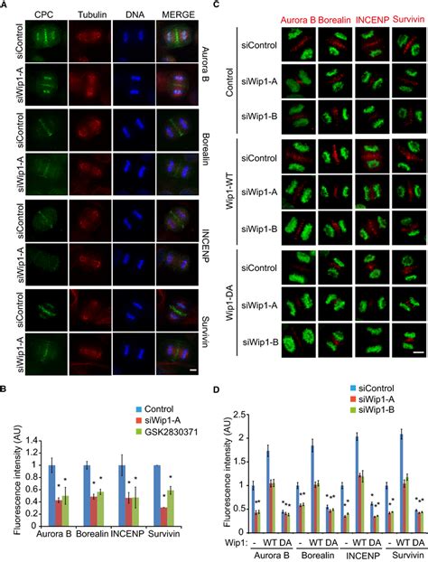 Wip1 Is Required For CPC Translocation To The Central Spindle In