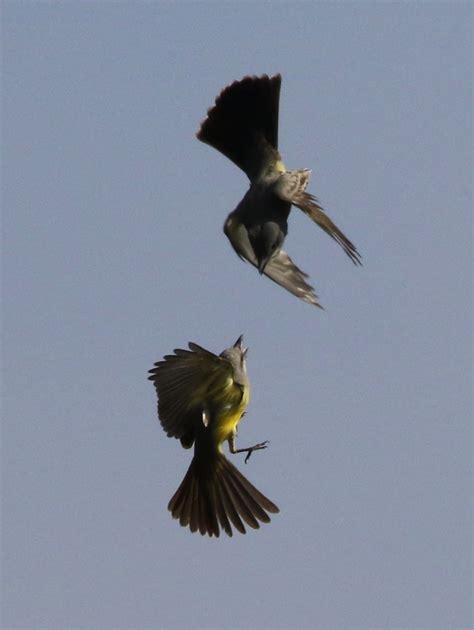 Tropical Kingbird Vs Cassin S Kingbird Tyrannus Melanchol Flickr