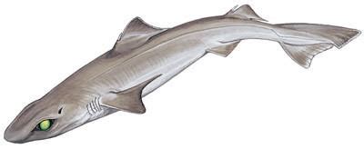 Gulper Shark Alchetron The Free Social Encyclopedia