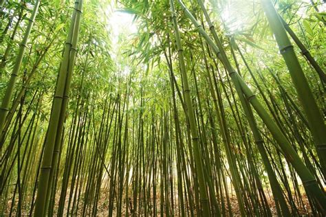 Chinese Bamboo Tree – Alex Atkinson Jr