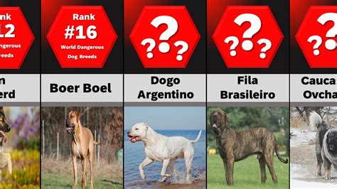 Worlds Most Dangerous Dog Breedscomparison Youtube