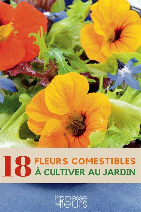 5 Fleurs Utiles Au Potager Artofit