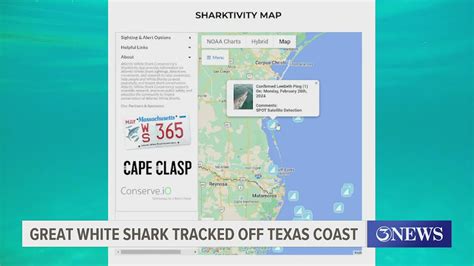 Great White Shark Tracked Off Texas Coast