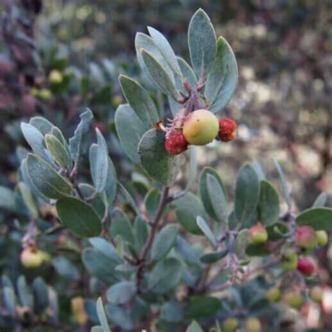 Wildflowers After Wildfire Sempervirens Fund