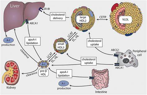 HDL And Cardiovascular Disease The Lancet, 55% OFF