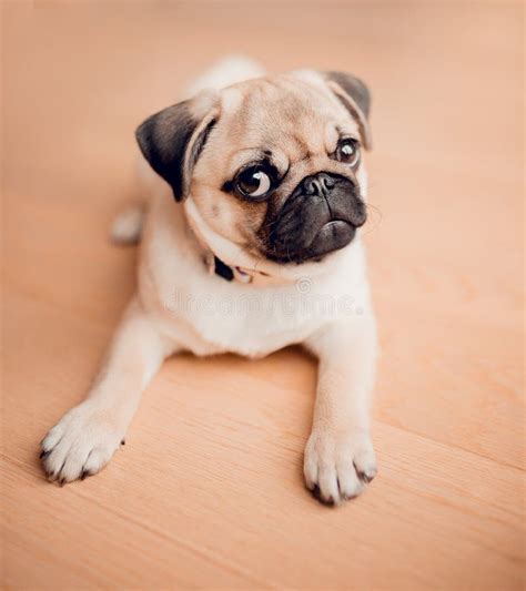 New Born Baby Pug Dog In Home Portrait Of Beautiful Female Pug Puppy