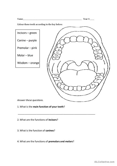 teeth, incisor, canine, premolar, mo…: English ESL worksheets pdf & doc