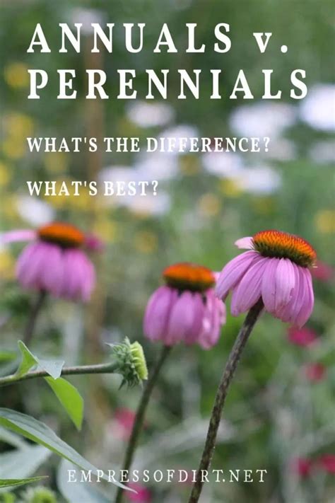 Annuals Perennials What S The Difference Helpful Guide For Gardeners