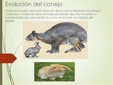 Cuál Es El Origen Del Conejo Y Su Historia Evolutiva