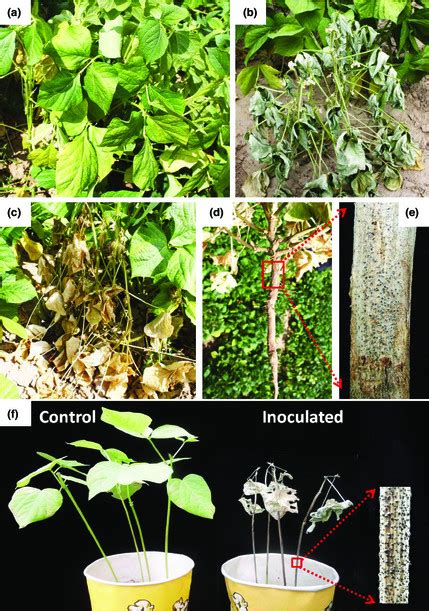 Charcoal rot symptoms caused by Macrophomina phaseolina on adzuki bean... | Download Scientific ...