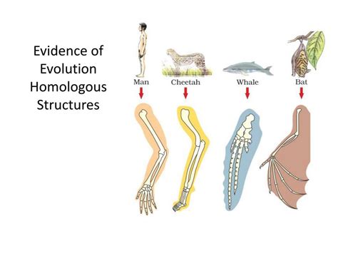 Ppt Evidence Of Evolution Powerpoint Presentation Free Download Id